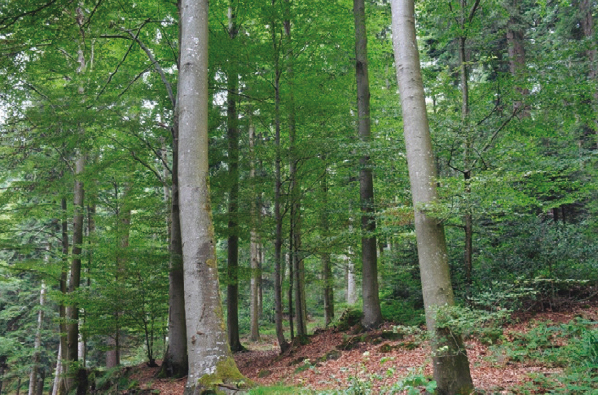 Los bosques tienen un papel muy importante para lograr los objetivos de reducción de emisiones de gases de efecto invernadero