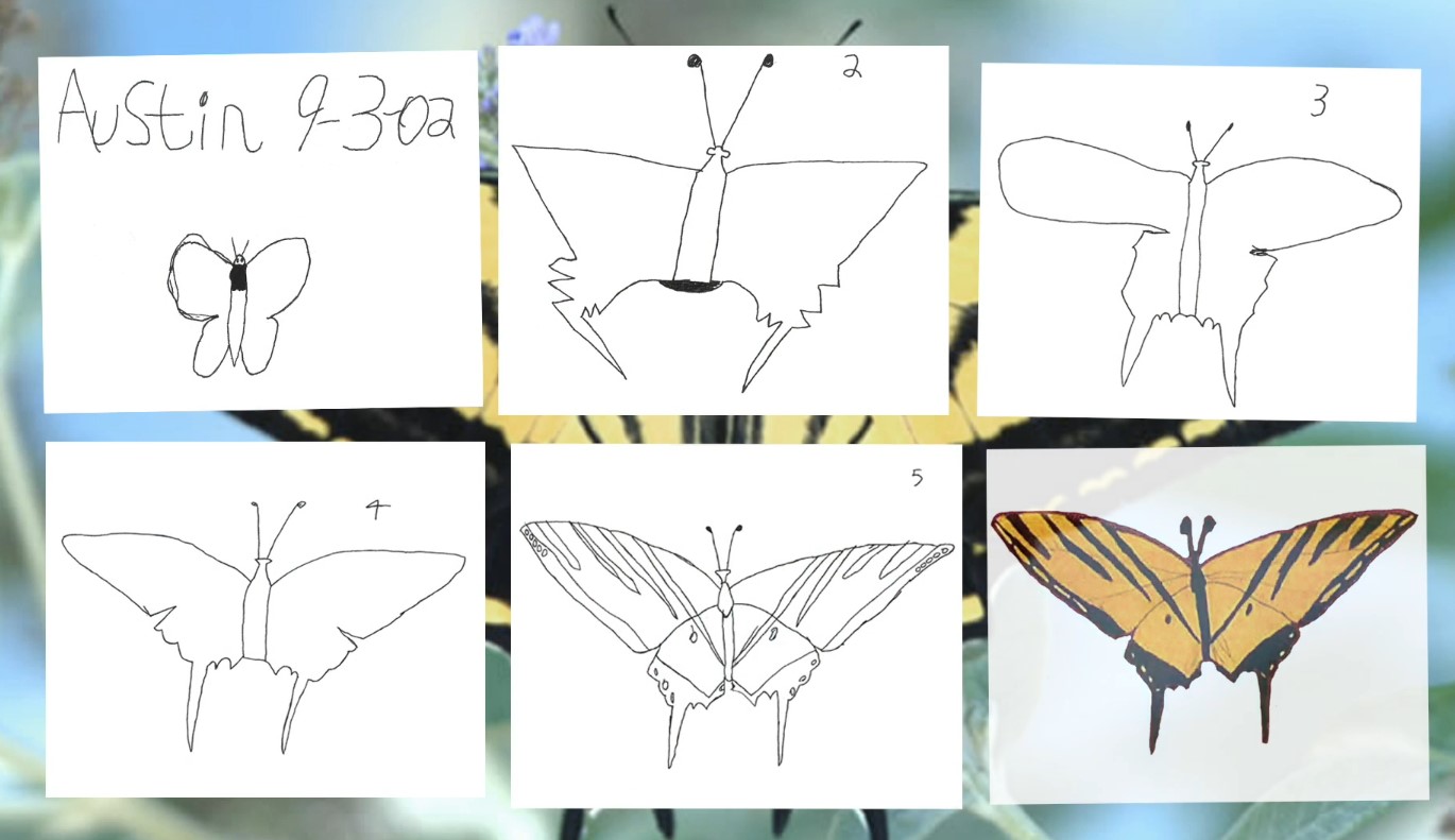 Diferentes dibujos de una mariposa realizados por alumnos