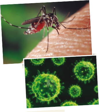 Mosquits del gènere Aedes poden transmetre el virus del Nil occidenta
