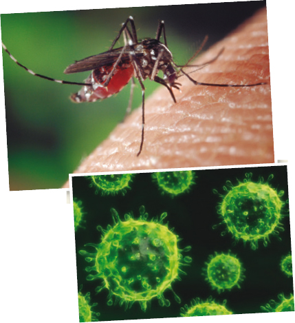 Mosquits del gènere Aedes poden transmetre el virus del Nil occidentall