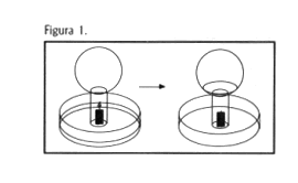 Figura 1